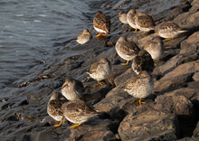 Group Of Ruddy Turnstones, Small Wading Birds, Resting On Basalt Blocks Of A Dike