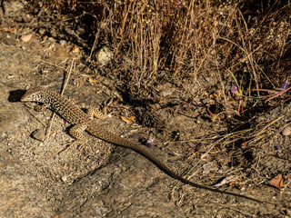 Wall Mural - Long Tail Of A California Whip-Tailed Lizard In Yosemite