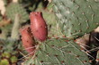 kaktus opuncja opuntia nad rojnikiem Monika