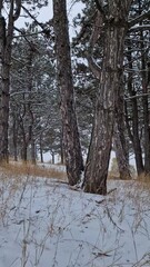 Wall Mural - Beautiful winter scene in the pine forest with dry grass and tree branches covered with snow