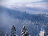 Fototapeta  - Zima w Górach - zamglony las Gorce