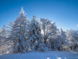 Zima w Gorcach - Szlak na Turbacz