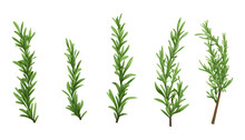 Rosemary Isolated On Transparent Background Cutout