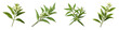 Lemon Verbena flower clipart collection, vector, icons isolated on transparent background