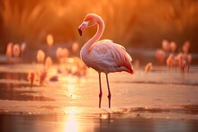 A Beautiful Flamingo Stands In The Lake At Sunset.