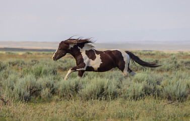 Wall Mural - wild horse in summer in the wyoming desert