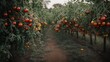 © Usman - A Scenic Dirt Road Surrounded by Abundant Tomato Fields