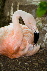 Wall Mural - Adult Chilean flamingo with five-day old baby flamingo chick