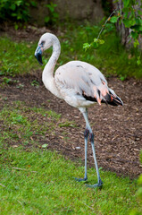 Wall Mural - 11-month-old Caribbean flamingo not yet with full pink color