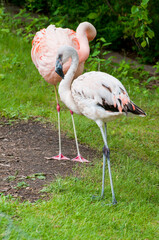 Wall Mural - 11 month old Caribbean flamingo standing with adult