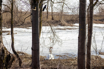 
Two white swans by the river between the trees