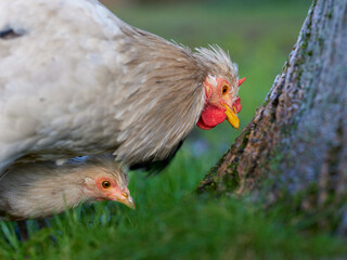 Wall Mural - Range chickens picking food in garden