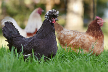 Sticker - Chickens free range in garden