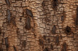 tree bark closeup isolated vector style on isolated background illustration