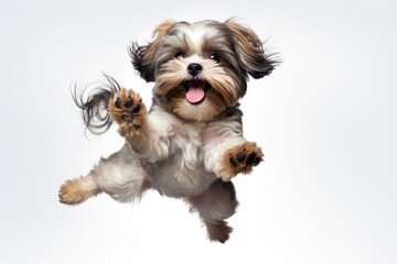 Poster - A small dog caught mid-air while jumping. Perfect for showcasing energy and playfulness. Ideal for pet-related content or advertisements