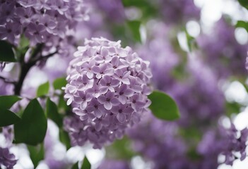 Fototapete - Flowers tree images tree plant images decorated flower isolated in white background lilac