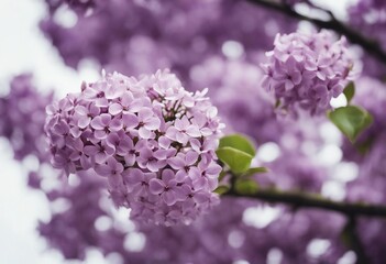 Fototapete - Flowers tree images tree plant images decorated flower isolated in white background lilac