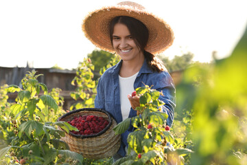 Canvas Print - Happy woman with wicker basket picking ripe raspberries from bush outdoors