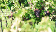 Ripe, juicy and sweet grapes on the bush. The day of harvesting grapes in the vineyard.