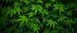 © prographics - A large amount of cannabis leaves