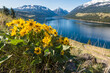Mountain Lake With Yellow Flowers