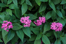 Egyptian Star Cluster Or Pentas Lanceolata, Beautiful Pink Flower Bloom Among Of Fresh Green Leaves. Ornamental Plant In The Garden