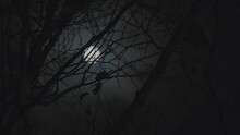 Full Moon Behind Silhouetted Tree Branches On A Cloudy Night Sky.