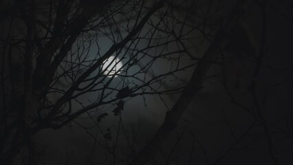 full moon behind silhouetted tree branches on a cloudy night sky.