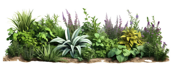 garden plants wildflowers isolated on transparent background