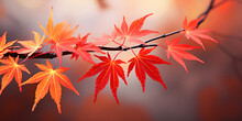 Image Of Purple Red Japanese Maples Leaves Backlit Glowing In Morning Sunshine After Rain,,
Close Up Red Japanese Maple Leaves In Autumn Season In A Tree Dark Background