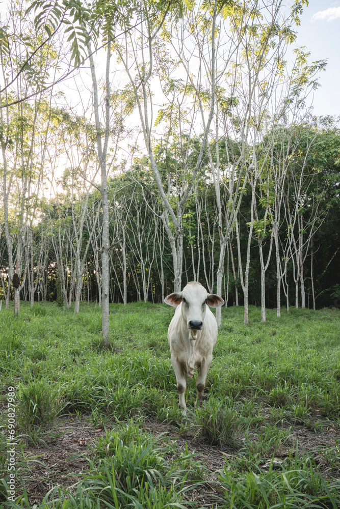 Cows in Costa Rica in een nice and lush green field of grass and trees ...