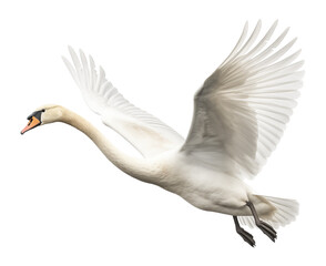 Wall Mural - Flying Swan Isolated on Transparent Background
