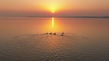 Scenery Of Poyang Lake In Jiangxi, China, A Paradise For Migratory Birds，flying Birds
