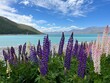 beautiful lupines in Lake Tekapo, New Zealand