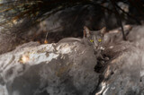 Fototapeta  - Szary kot schowany w cieniu za skałą. Odpoczywający kot. Kot wśród skał. Kot w cieniu. Kocie oczy. 