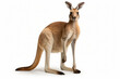 Close up photograph of a full body kangeroo isolated on a solid white background