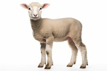 Close Up Photograph Of A Full Body Lamb Isolated On A Solid White Background