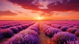 Fototapeta  - Wonderful scenery amazing summer landscape of blooming lavender flowers