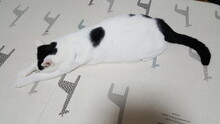 A Cat Sleeping On Its Stomach