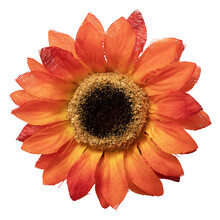 Close-up Of An Orange And Yellow Daisy With Water Drops.  Yellow Gerbera Flower Isolated On Transparent Background.