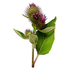 Thistle flower isolated on transparent background. Burdock or arctium flowers and leaves isolated on white