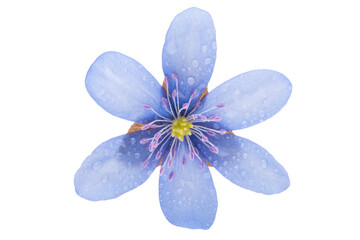 Wall Mural - hepatica nobilis isolated