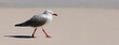 Silberkopfmöwe // Silver gull, Red-billed Gull (Chroicocephalus novaehollandiae) - Neukaledonien