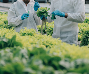 Two Asian farmers inspecting the quality of organic vegetables grown using hydroponics.