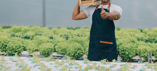 Two Asian farmers inspecting the quality of organic vegetables grown using hydroponics.