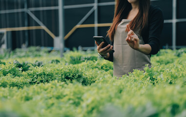 Two Asian farmers inspecting the quality of organic vegetables grown using hydroponics.