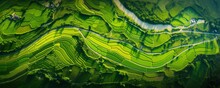 Aerial View Of A Vast And Lush Rice Field