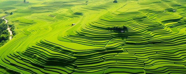 aerial view of a vast and lush rice field