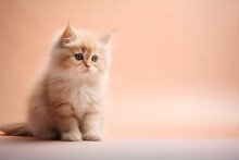 A Cute Little Kitten, The Color Of Peach Fuzz.
