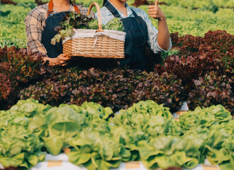 farmer cultivate healthy nutrition organic salad vegetables in hydroponic agribusiness farm..